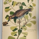 Antique bird engraving - Sea Lark - Zoological plate by Seligmann & Catesby - ornithology