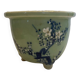Cherry blossom flowerpot