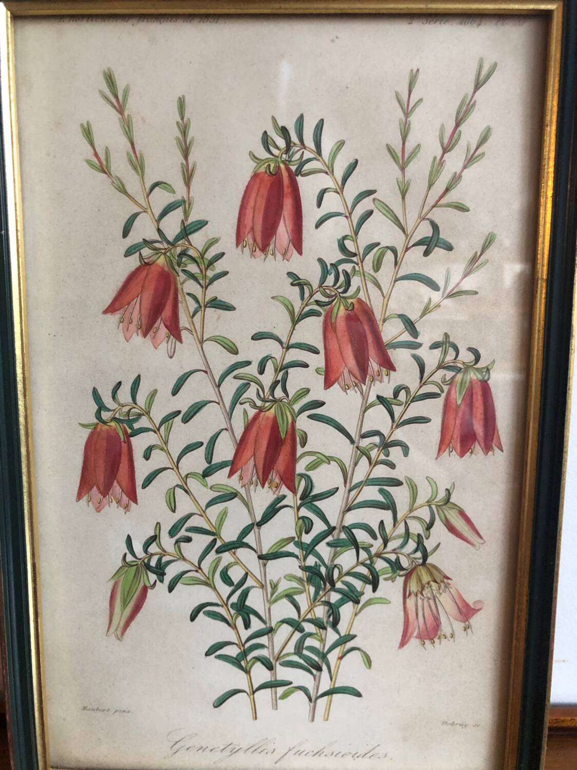 Vintage botanical illustration