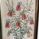 Vintage botanical illustration