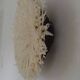 Juju hat blanc D70