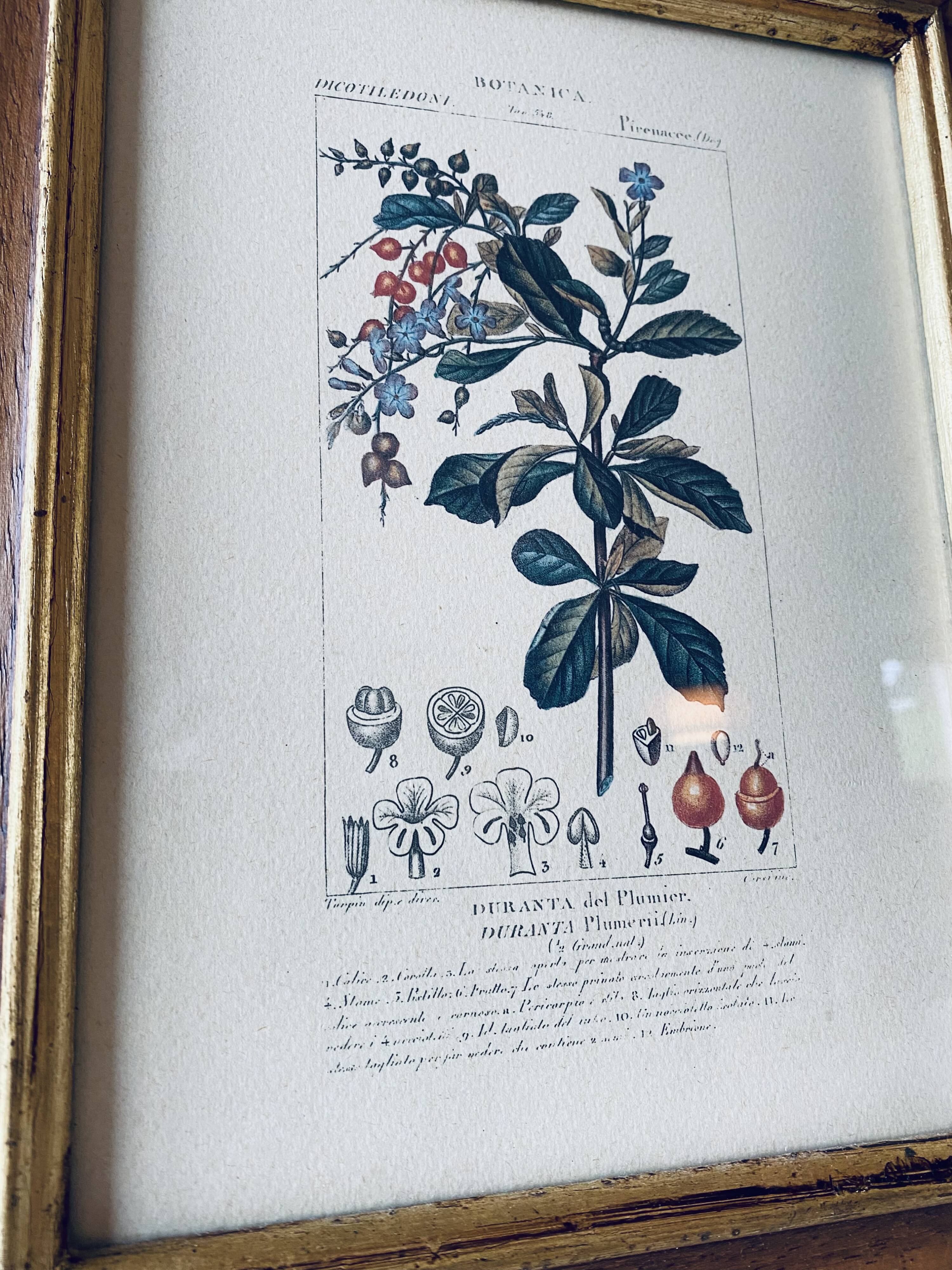 Framed botanical poster