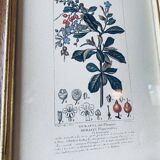Framed botanical poster