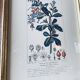 Framed botanical poster