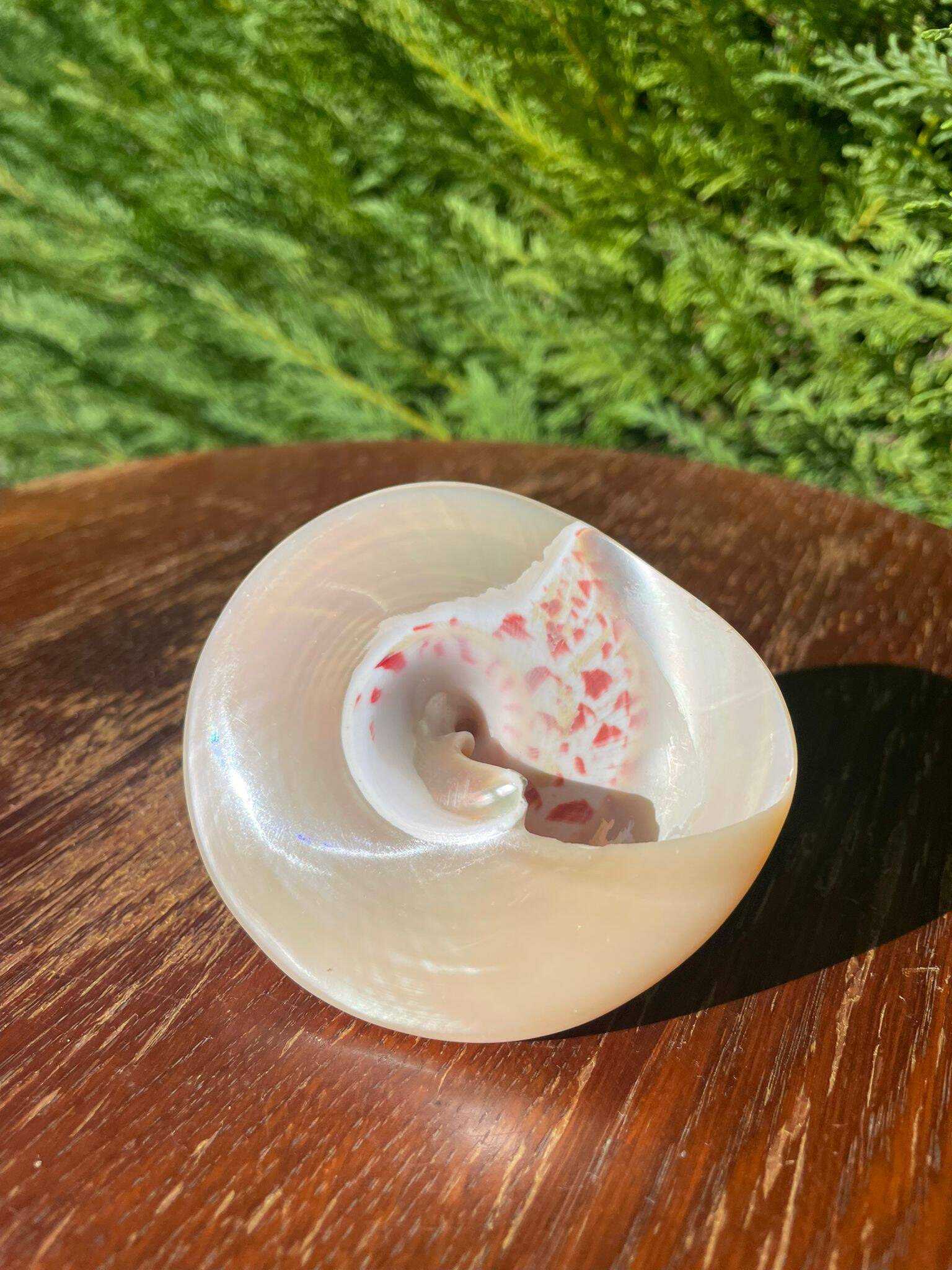 Petit coquillage : Trochus