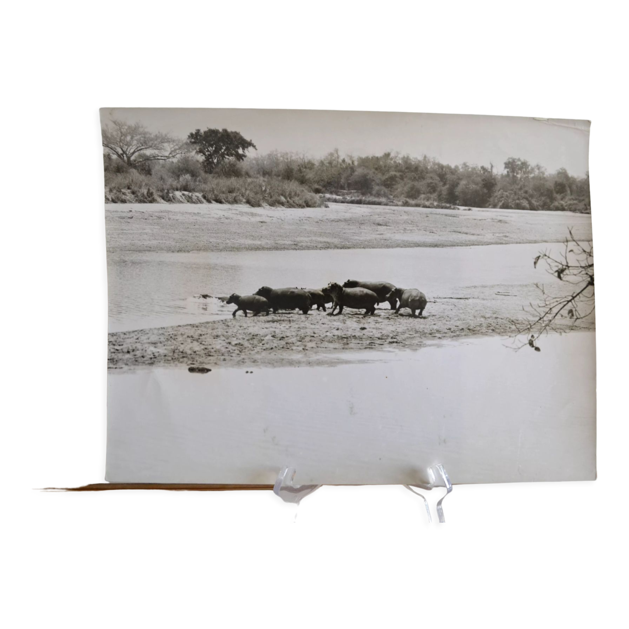Anonymous silver photo hippopotamus africa circa 1970