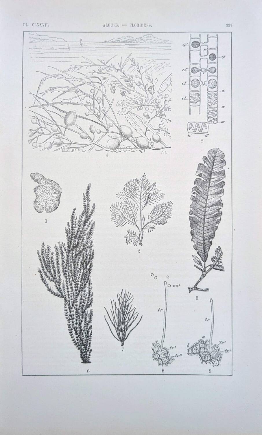 Printed in 1889, algae, florid.