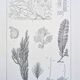 Printed in 1889, algae, florid.