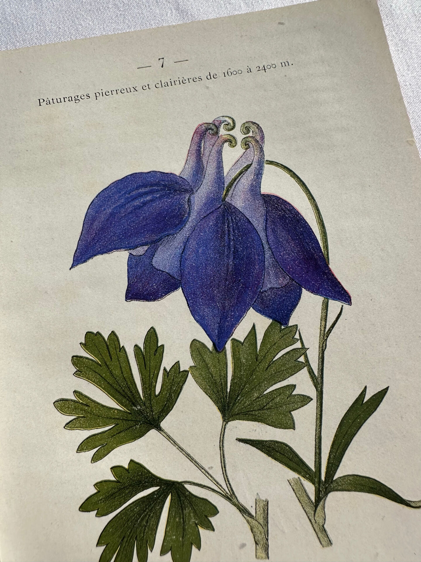 Naturalist Plate – 19th Century Botanical Engraving, Double-Sided
