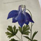 Naturalist Plate – 19th Century Botanical Engraving, Double-Sided