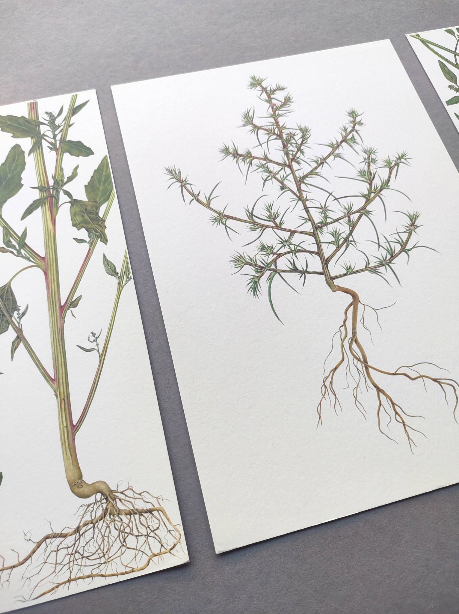 3 vintage botanical plates from 1978 - Spreading orach. Nature plant set