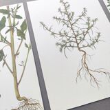 3 vintage botanical plates from 1978 - Spreading orach. Nature plant set