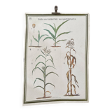 Botanical poster 1970's