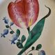Old plate Les Islettes Lunéville Tulip motif