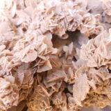 Rose des sables du désert du Sahara