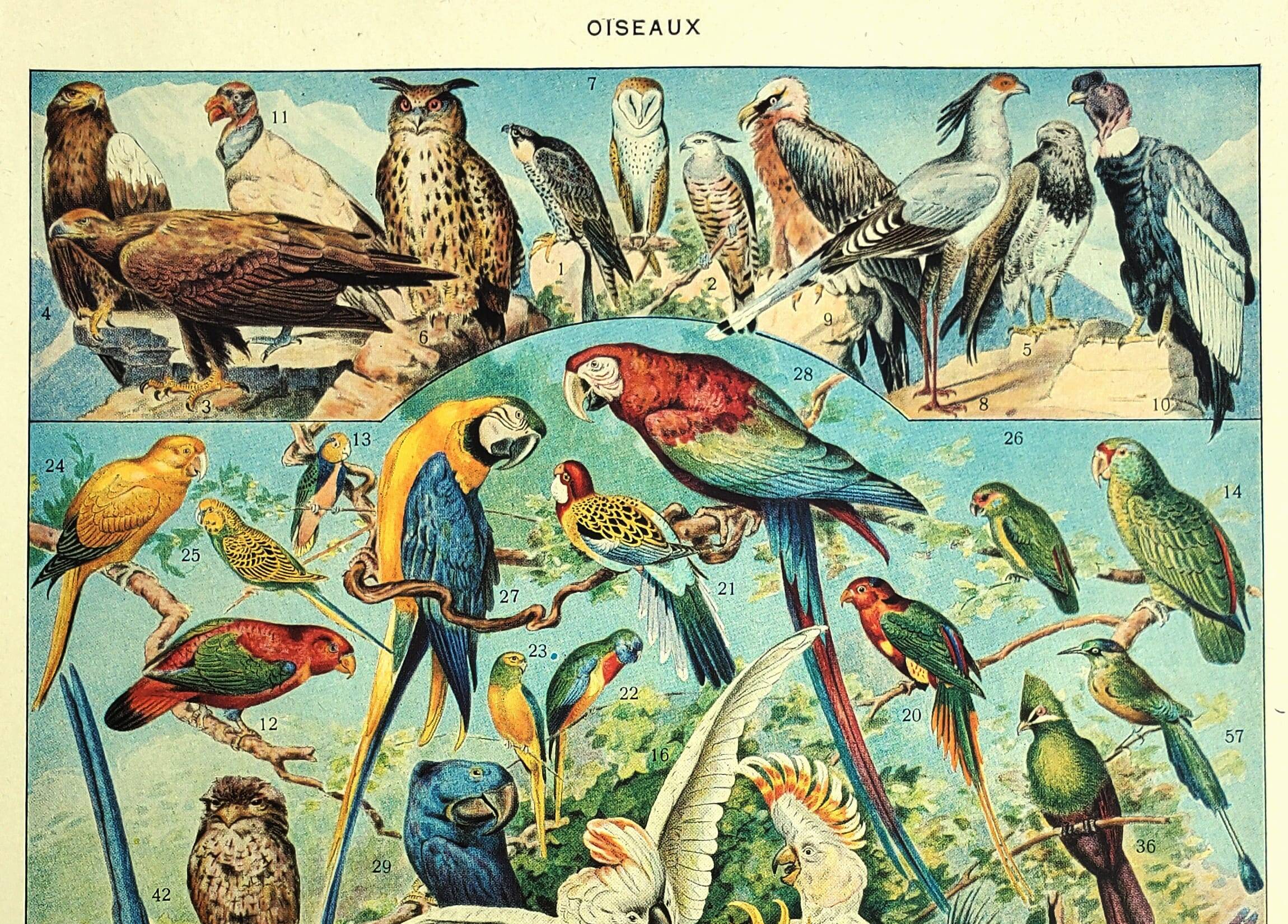 Old lithograph 1928 A. Millot - Birds 1, ornithology, birds