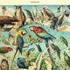 Old lithograph 1928 A. Millot - Birds 1, ornithology, birds