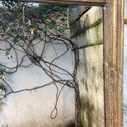 Antique overmantel mirror - decoration of palmettes and water leaves