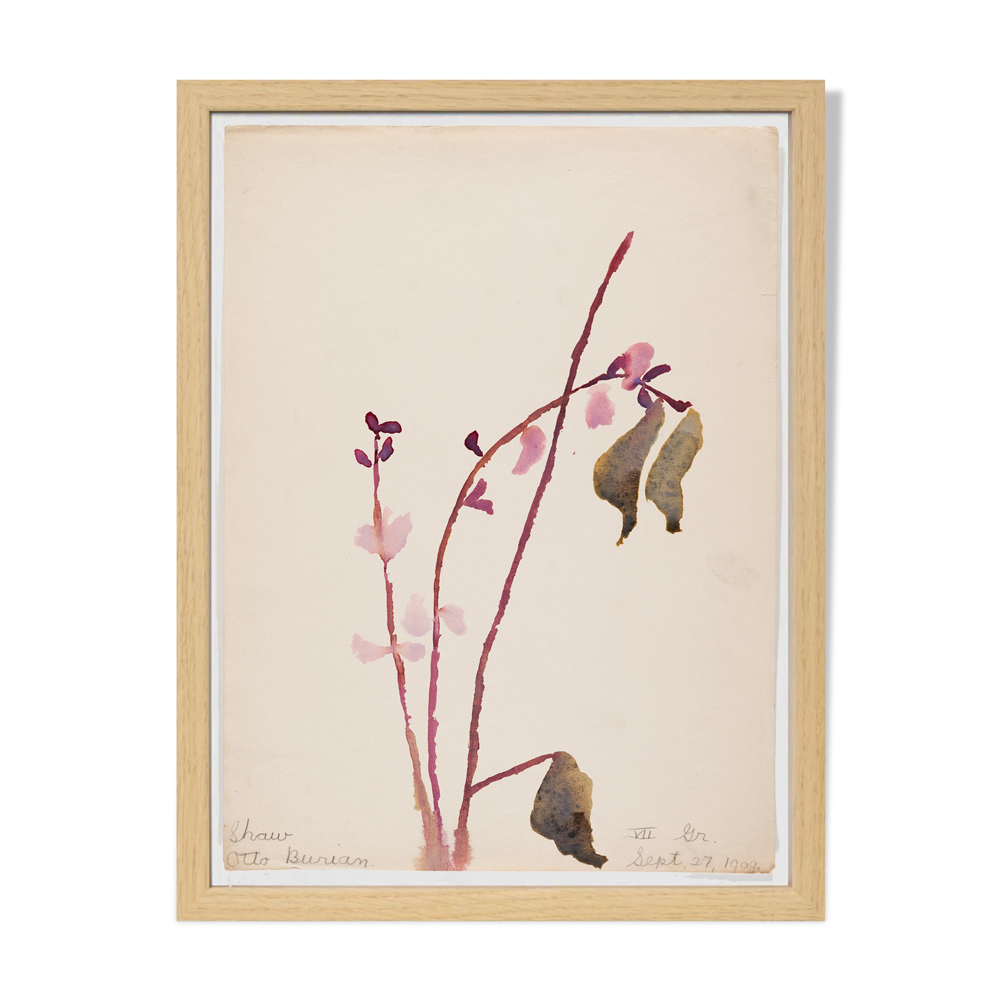 Watercolor illustration flowers