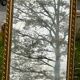 Large antique gilded mirror, wood and stucco gadroons, partially de-mercury