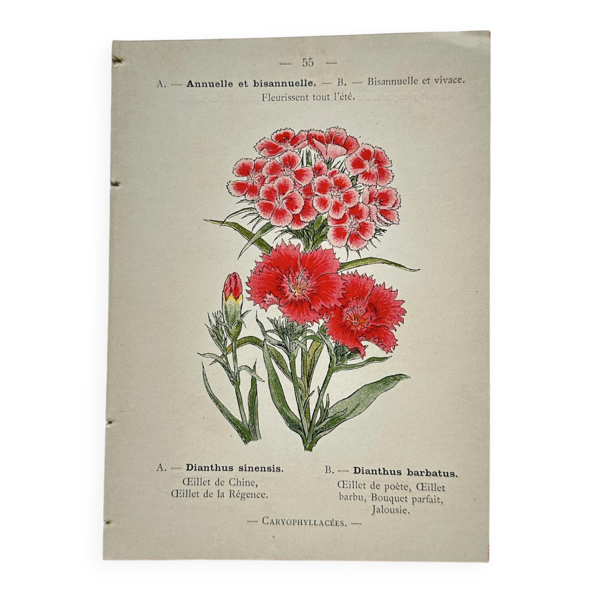 Botanical engraving naturalist work 1800 scientific publication