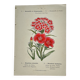 Botanical engraving naturalist work 1800 scientific publication