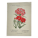 Botanical engraving naturalist work 1800 scientific publication