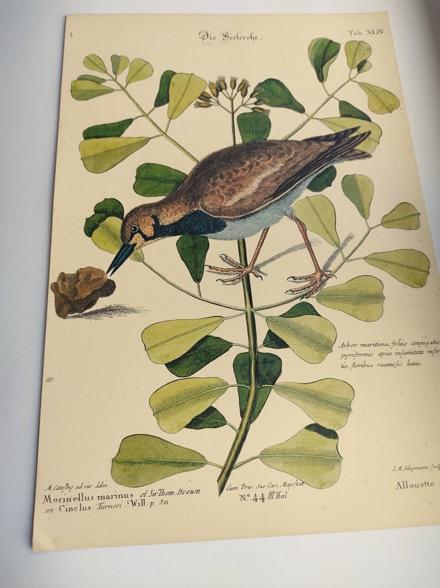 Antique bird engraving - Sea Lark - Zoological plate by Seligmann & Catesby - ornithology