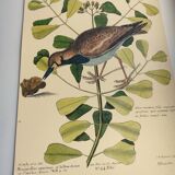 Antique bird engraving - Sea Lark - Zoological plate by Seligmann & Catesby - ornithology