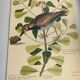 Gravure ancienne oiseau -Allouette de Mer- Planche zoologique de Seligmann & Catesby - ornithologie