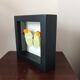Frame Papillion Anteos Menipe 16 x 16