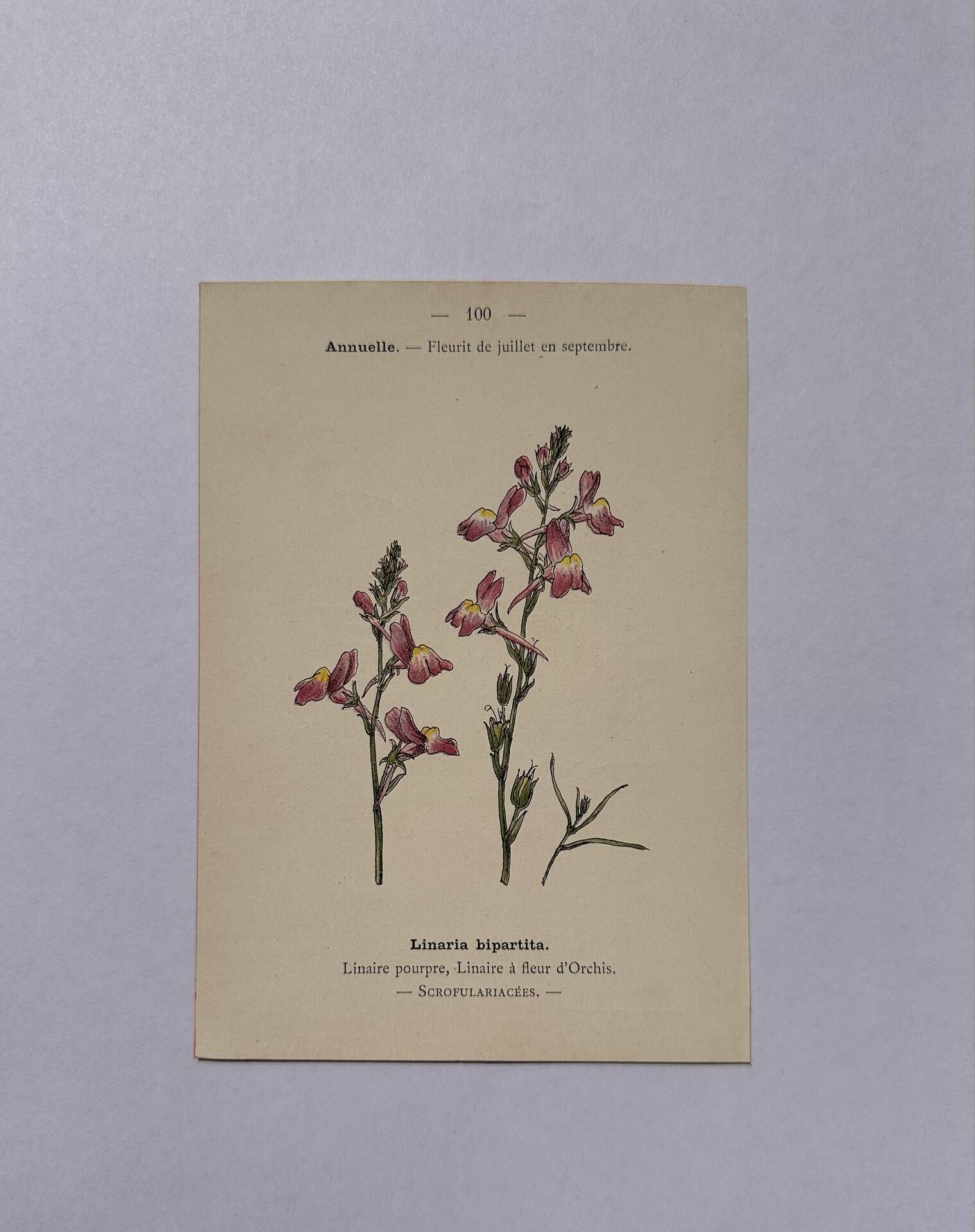 Botanical engraving 19th century naturalist poster French flower wine