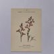 Botanical engraving 19th century naturalist poster French flower wine
