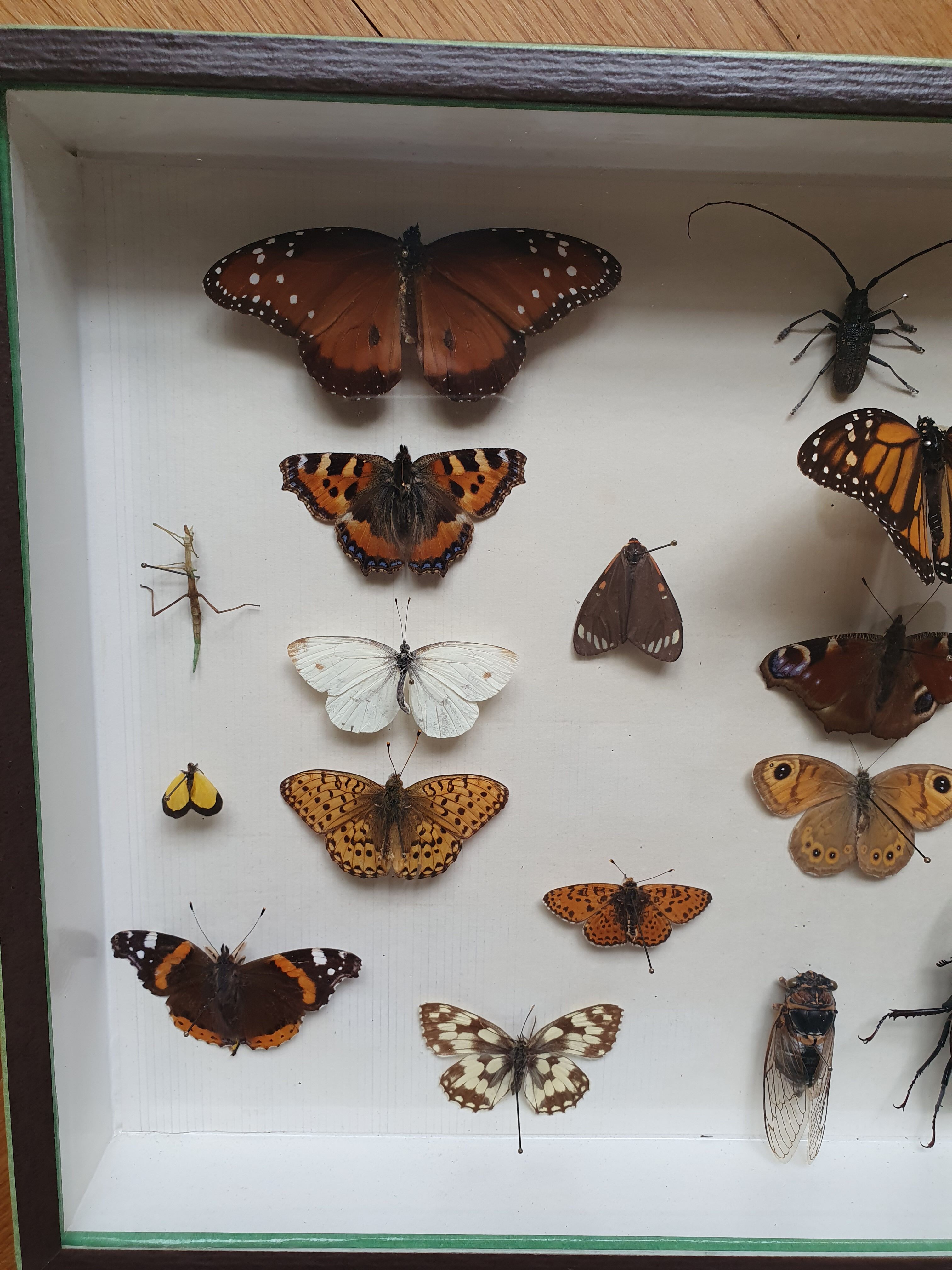 Butterfly showcase old collection