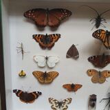 Vitrine de papillons ancienne