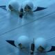 Rare paire d'appliques vintage  pour arlus
