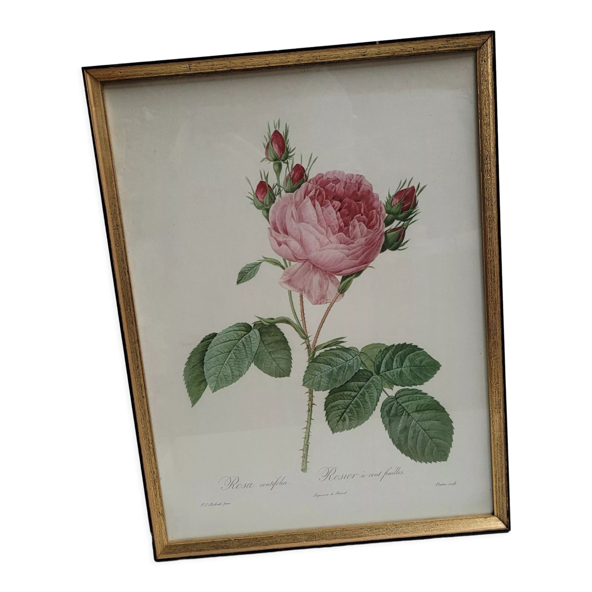 Hundred leaf rose lithograph