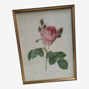 Hundred leaf rose lithograph