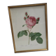 Hundred leaf rose lithograph