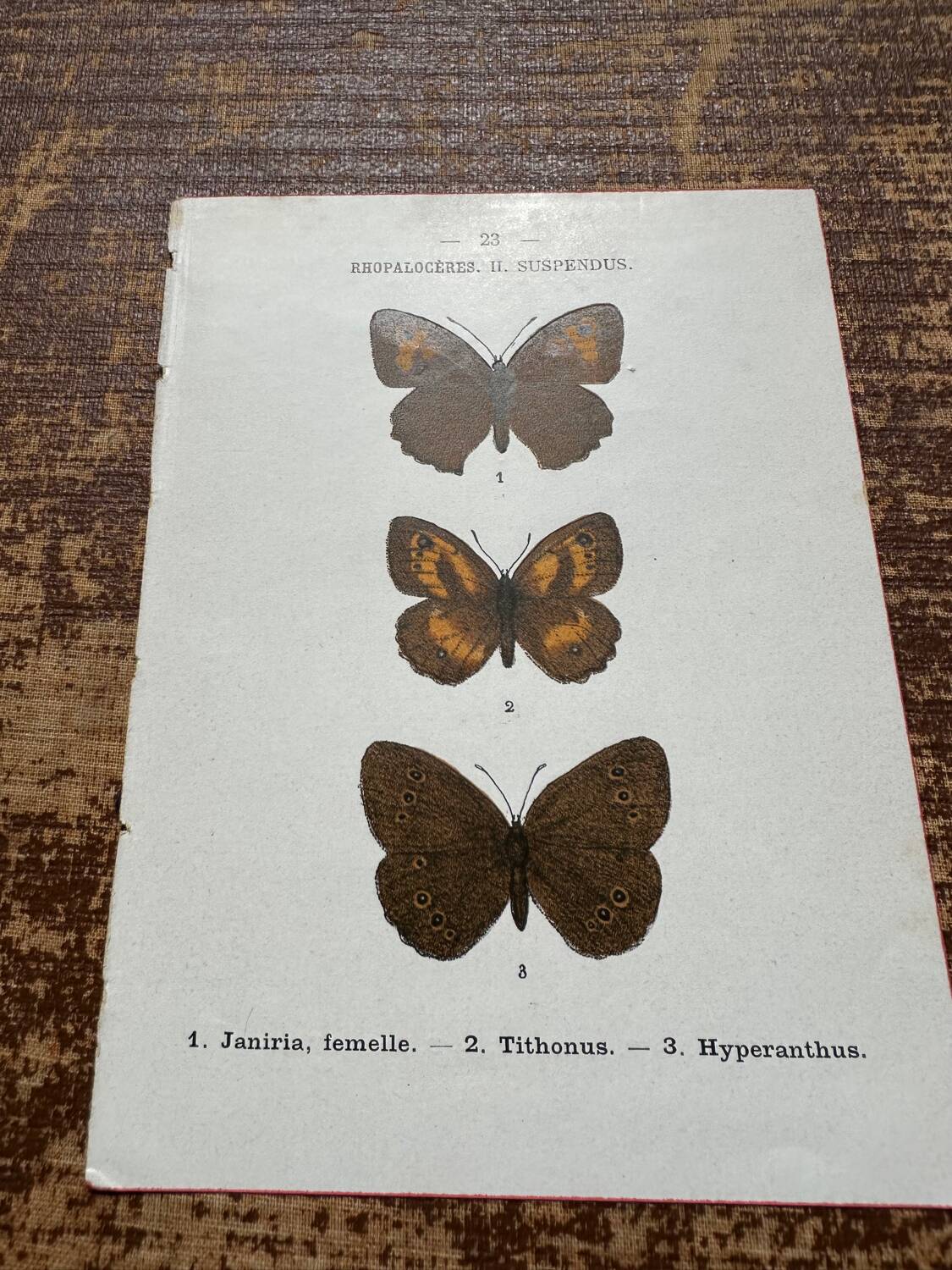 Gravure botanique, planche naturaliste ancienne papillons