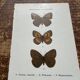 Gravure botanique, planche naturaliste ancienne papillons