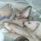 Antique print - Fauna and animals of the Arctic - Original poster from 1909