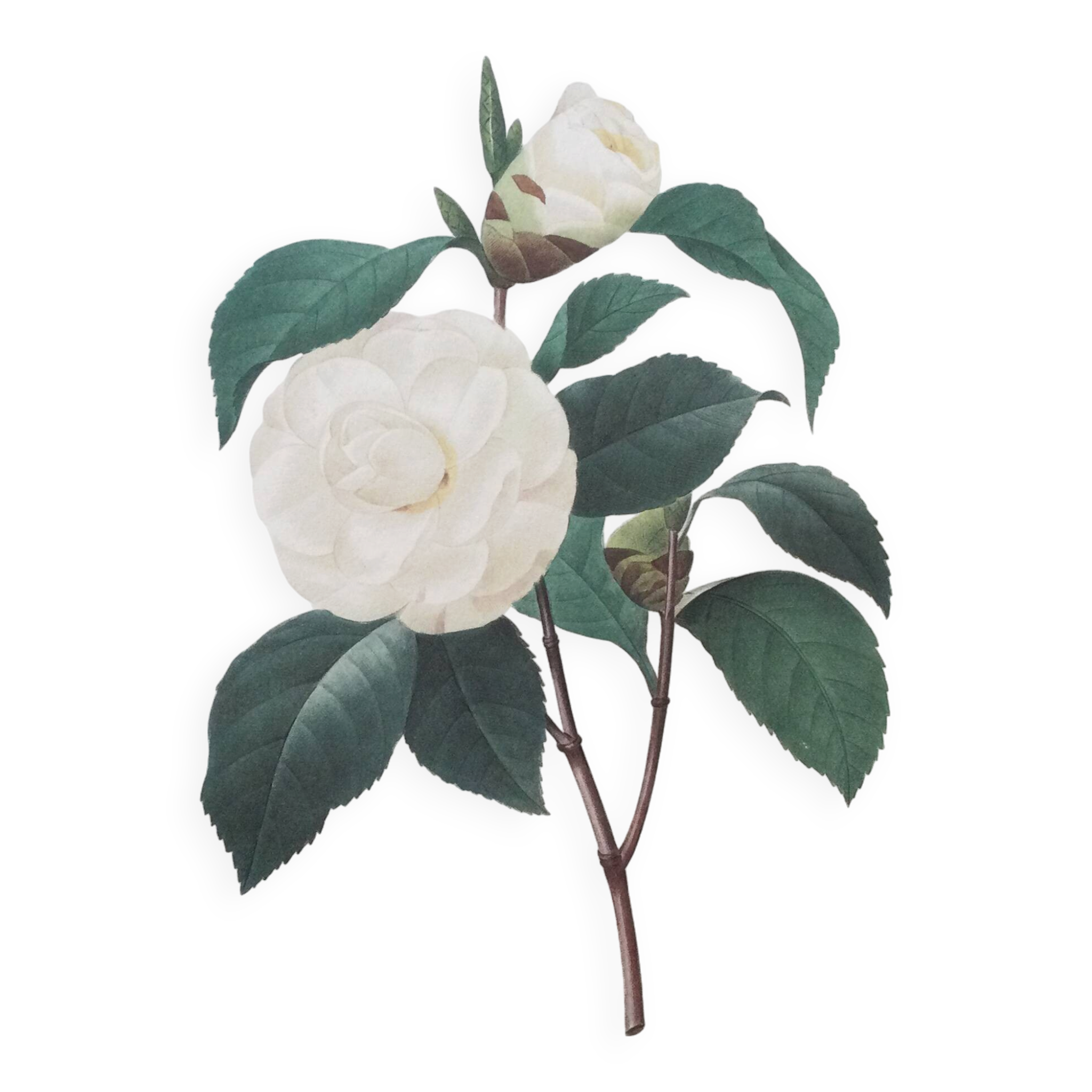 Impression vintage Fleur Camélia Feuilles blanches années 60