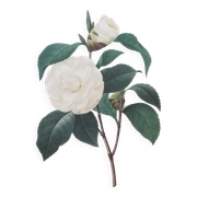 Impression vintage Fleur Camélia Feuilles blanches années 60