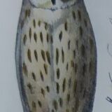 Original Ornithological plate " Ecorcheur - Grand Duke - &c... " Buffon (1836)