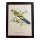 Bird lithograph j&e gould
