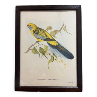 Lithographie oiseau j&e gould