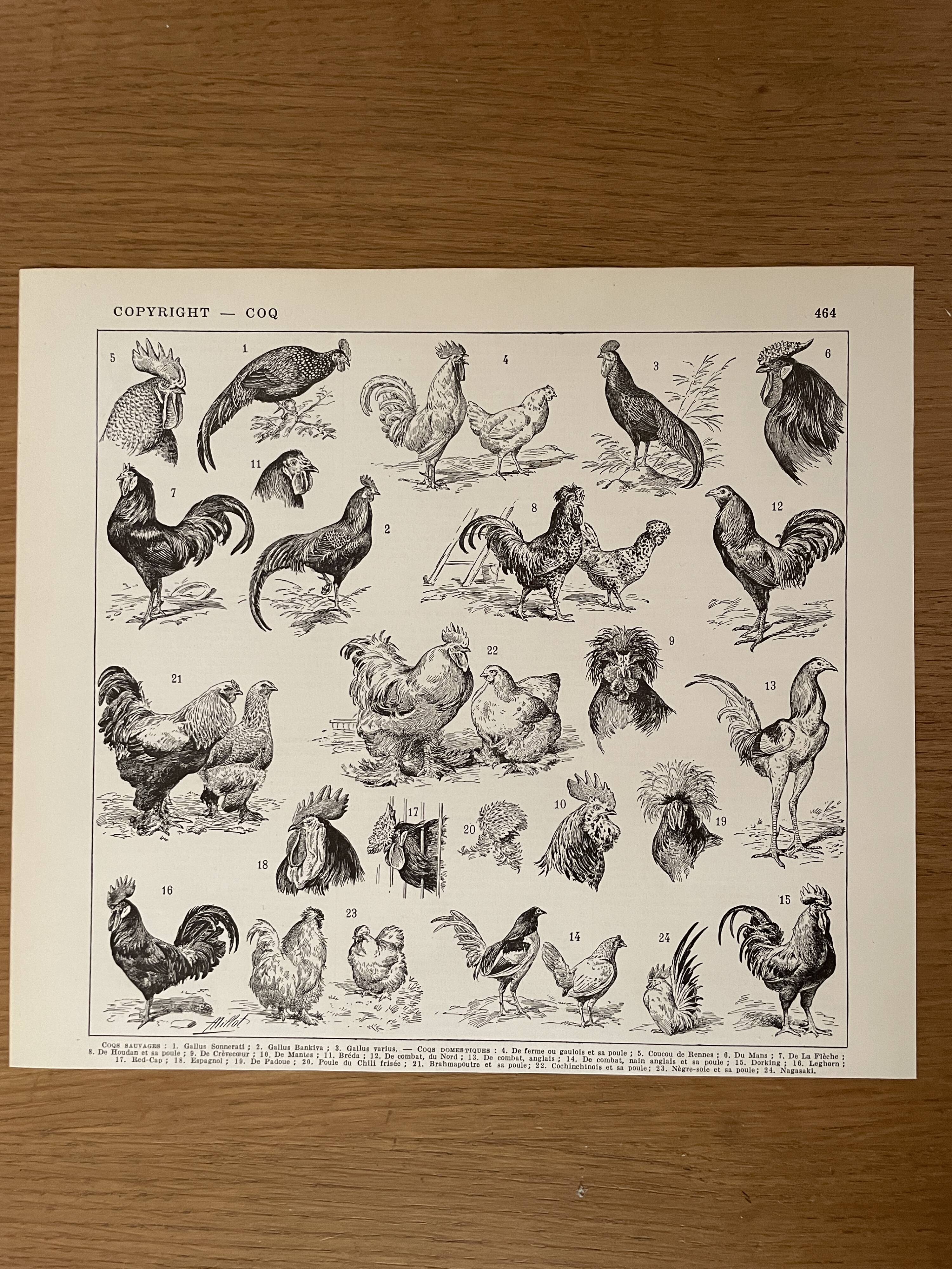 Lithograph on the rooster - 1930