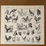 Lithograph on the rooster - 1930
