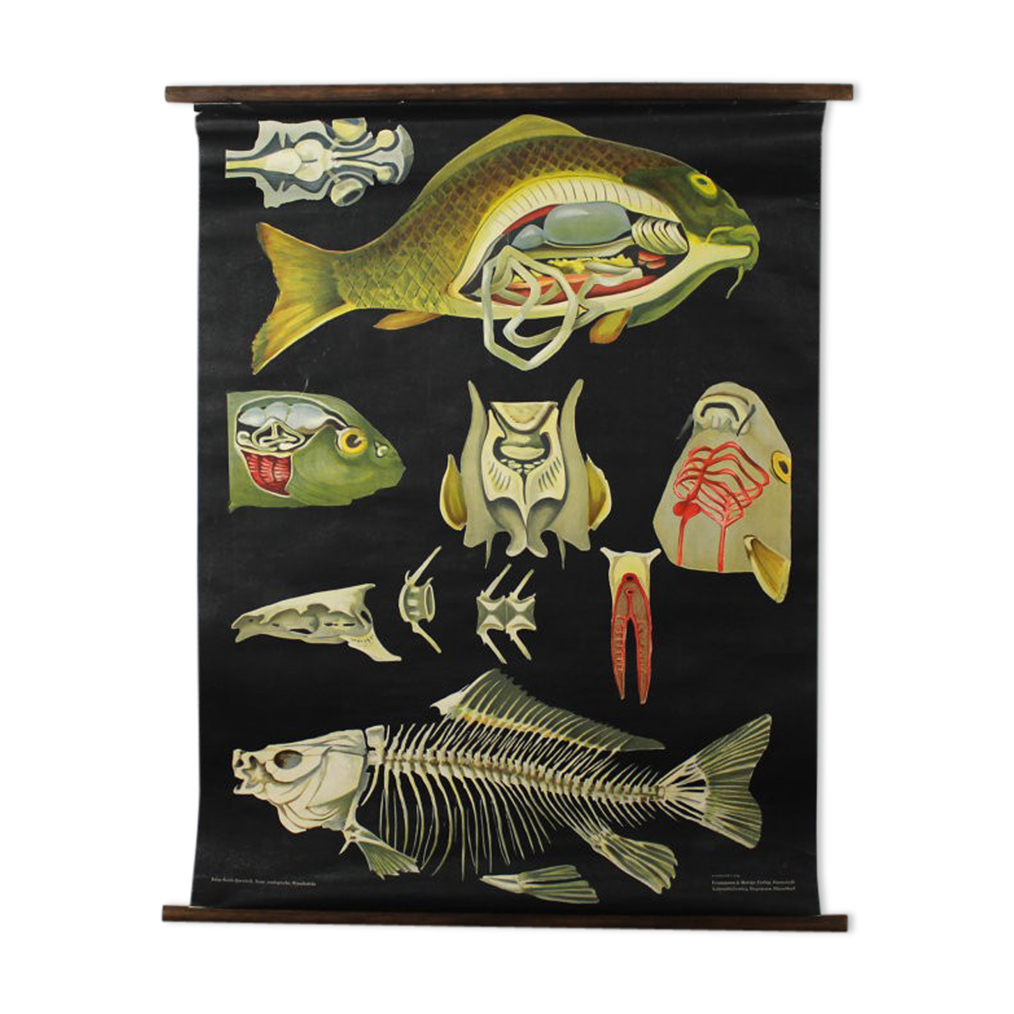 Wall poster of the school from Jung-Koch-Quentell "carp" 1952